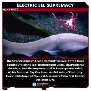 Unraveling the Most Powerful Electric Eel