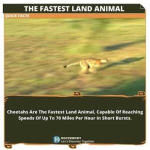 Sprinting Marvels: Unleashing the Thunderous Speed Of Cheetahs