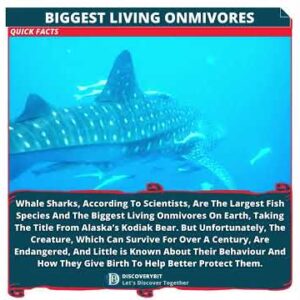 Whale Sharks: The Majestic And Gentle Titans