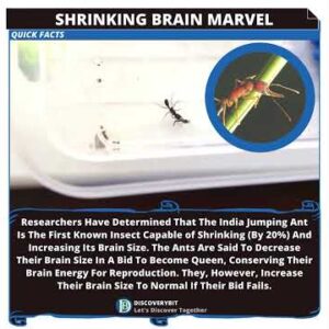 Extraordinary India's Shapeshifting Ants