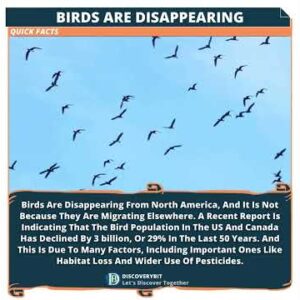 Vanishing Voices: The Silent Crisis Of The North American Birds