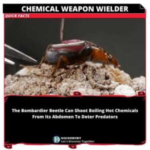 The Fiery Arsenal: Unleashing The Boiling Chemical Warfare