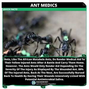 Natural Wonder: The Remarkable World Of The Matabele Ants