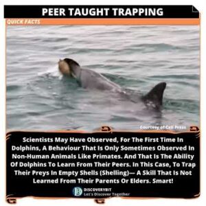 Dolphin Discovery: Peer-Taught Prey Trapping