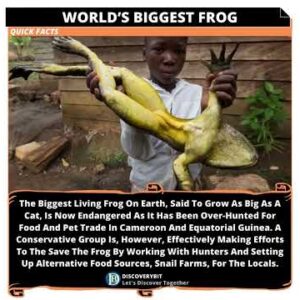 World's Biggest Frog: Battling Extinction In Cameroon And Equatorial Guinea