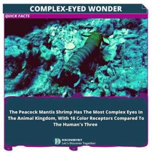 The Enchanting Gaze Of The Peacock Mantis Shrimp