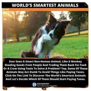 Animal Kingdom: Discovering The World's Smartest