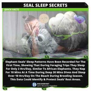 The Puzzling Sleep World Of The Elephant Seal