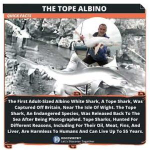 Albinism: The World's First Tope Wonder
