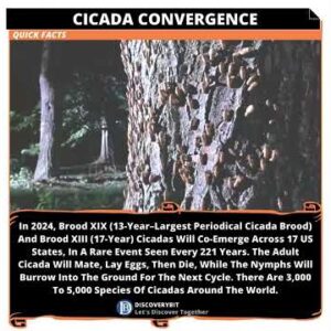 Trillions Of Cicada Converge: A Once-in-221-Year Spectacle In The US
