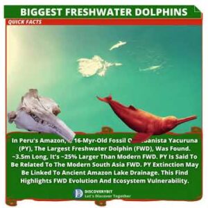 The Lost Giants: Reign Of The World's Freshwater Dolphin Kings