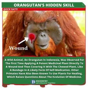 Orangutans Are Impressive But Who Knew They Could Medically Do This?