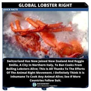Lobsters: Enjoy Them Without Abusing This Right