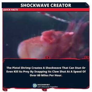Pistol Shrimp: Nature's Sonic Boom And Its Astonishing Origins