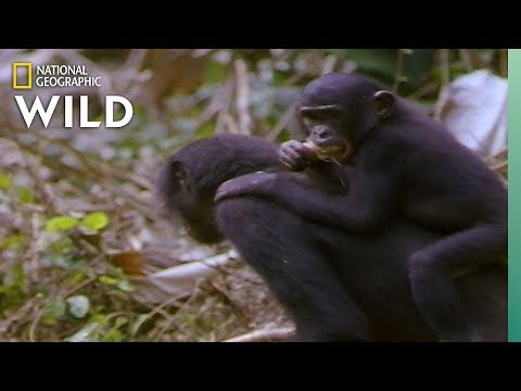Which Animals Carry Their Babies? | Animal Autofill