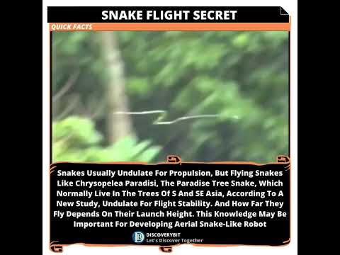 Flight Stability Secret: Aerial Snake Insight