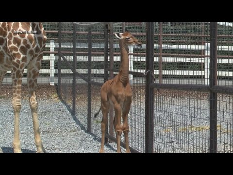 Rare giraffe born without spots at Tennessee Zoo