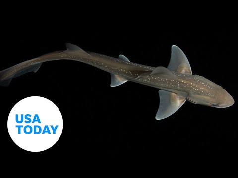 Listen to first ever recorded sound of sharks making noise | USA TODAY