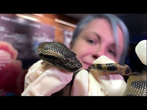 Anaconda snakes born to virgin mother in Boston