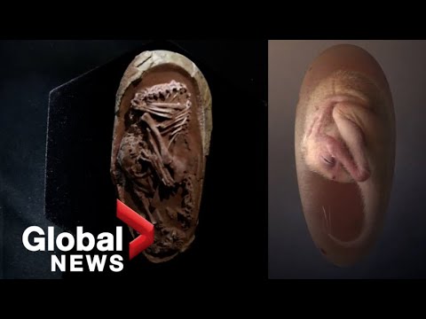 Perfectly-preserved dinosaur embryo found inside fossilized egg in China