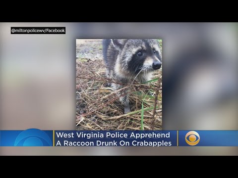 West Virginia Police Responding To Call Find A Drunk Raccoon