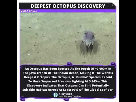 The Earth&#039;s Deepest Octopus - A &#039;Dumbo&#039; Marvel