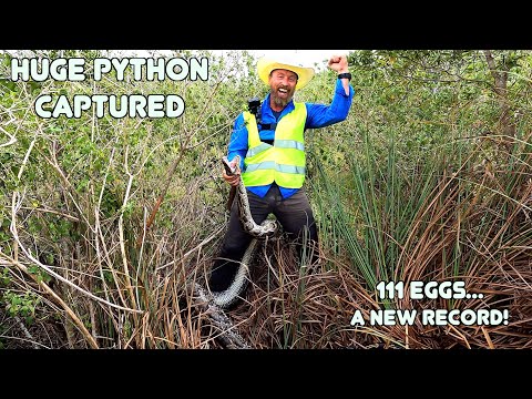 PYTHON BREAKS the STATE RECORD!!! - 111 EGGS