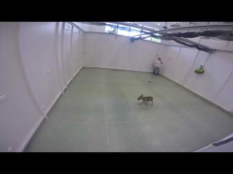 Video of the Day: Wolves Playing Fetch