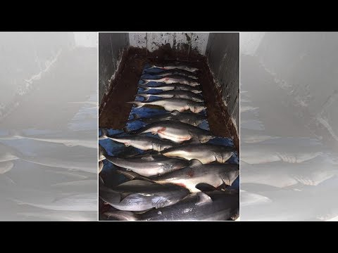 Enormous Great White Shark Pregnant with Record 14 Pups Was Caught and Sold in Taiwan | BuzzFresh...