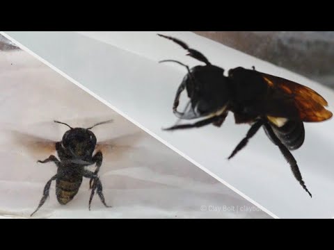 Giant Bee Rediscovered 38 Years After Presumed Extinction