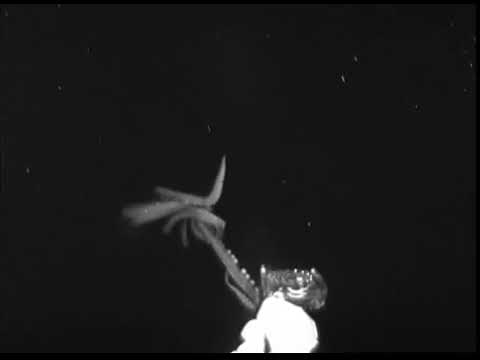 Here Be Monsters: Giant Squid Filmed in America&#039;s Backyard