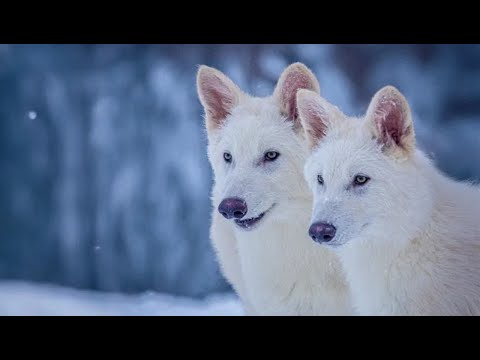 Dire wolves are back: The science behind Colassal&#039;s de-extinction