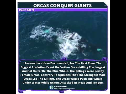 Orcas Conquer Giants: Earth&#039;s Biggest Predation Event