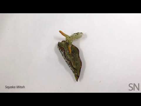 See a sea slug head creep around its detached body | Science News