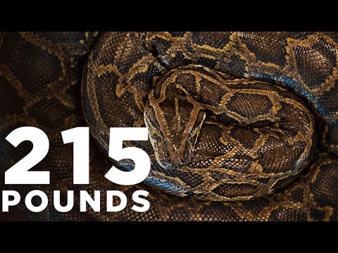 Most massive Burmese python ever caught in Florida - Press conference