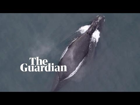 First audio recording of extremely rare north pacific right whale