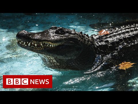 &#039;World&#039;s oldest&#039; alligator celebrates 85th birthday - BBC News