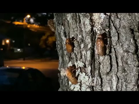 Billions of cicadas are set to appear in a rare &#039;double brood emergence,&#039; scientists say