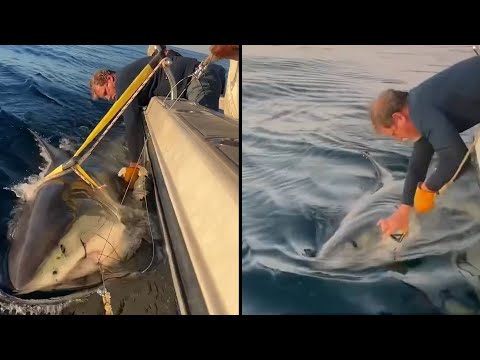 Largest Male White Shark Tagged Off Florida-Georgia Coastline
