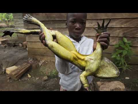 How big does the Goliath frog get? What does the Goliath frog eat? How do Goliath Frogs have babies?