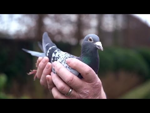 Champion Pigeon Sold for $1.4 Million