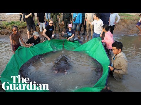 World&#039;s largest freshwater fish caught in Cambodia