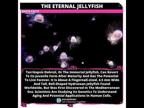 The Incredible Secret Of The Turritopsis Dohrnii Jellyfish