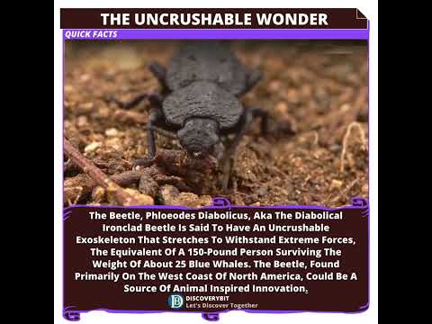 The Indomitable Ironclad: Nature&#039;s Epitome Of Resilience And Inspiration