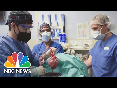 First Successful Transplant Of Pig Heart To Human Patient Performed In Maryland
