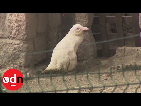 Rare albino penguin stuns zookeepers
