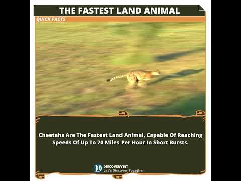 Sprinting Marvels: Unleashing The Thunderous Speed Of Cheetahs