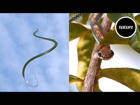 How flying snakes glide: Swimming through the air