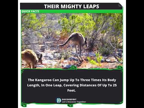 Boundless Kangaroo: Nature&#039;s Spectacular Leaps