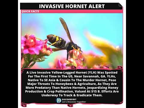 Deadly Hornet Alert: The Battle For America&#039;s Bees